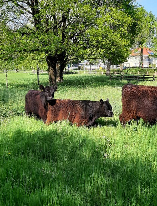 Bad Laer.Unser <br>NACHHALTIGER Ort